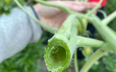 How To Care For Delphinium’s