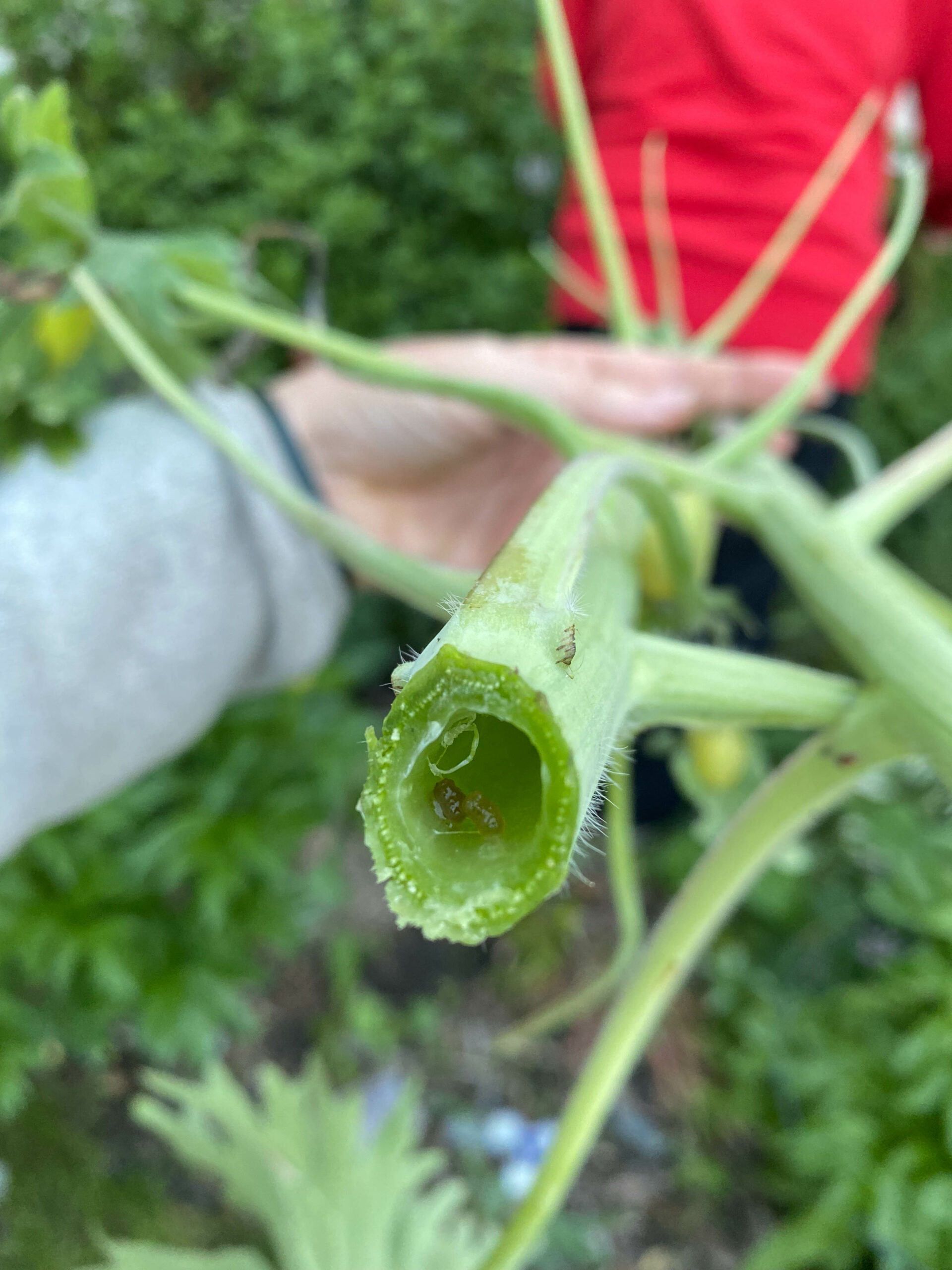 How To Care For Delphinium's - My Own Greenhouse