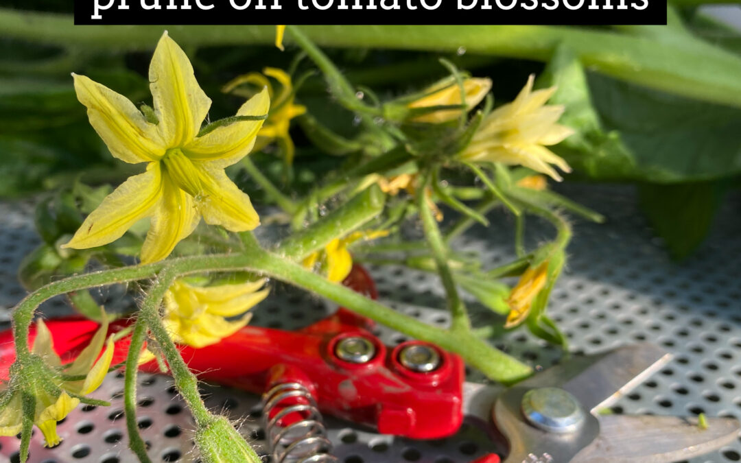 Pruning tomato blossoms
