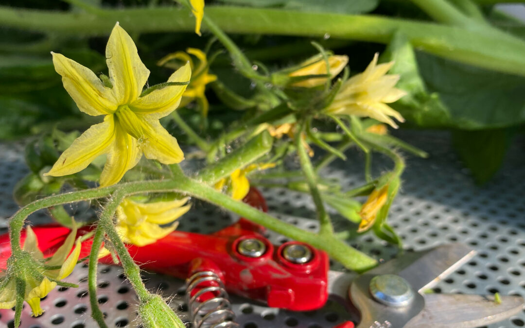 Why We Prune And Top Tomatoes