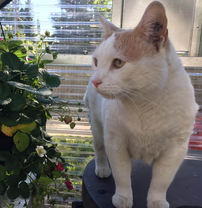 Renzo the cat my own greenhouse central alberta edmonton leduc