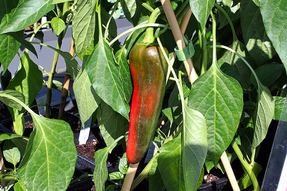 Pepper plants in greenhouse beat the heat