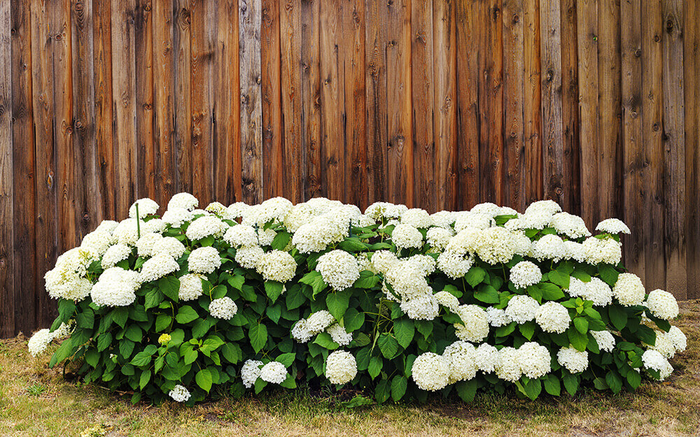 beat the heat hydrangeas