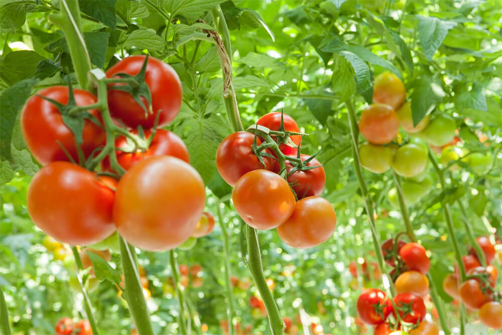 tomato plants in greenhouse