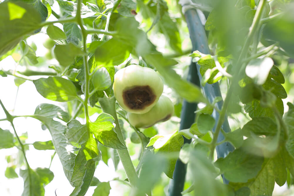 how to avoid or reduce chances of blossom end rot tomatoes
