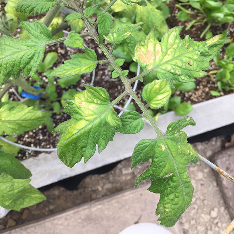 Gray Mold Botrytis on Leaves