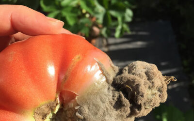 Gray Mold Botrytis on Tomatoes