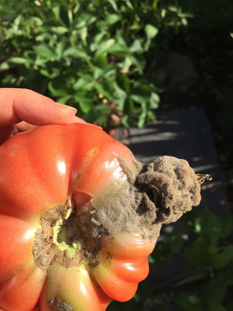 gray mold botrytis on tomatoes