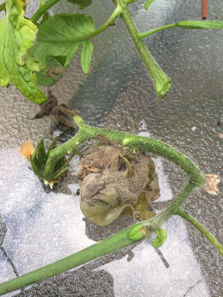 Gray Mold Botrytis on Cherry Tomatoes