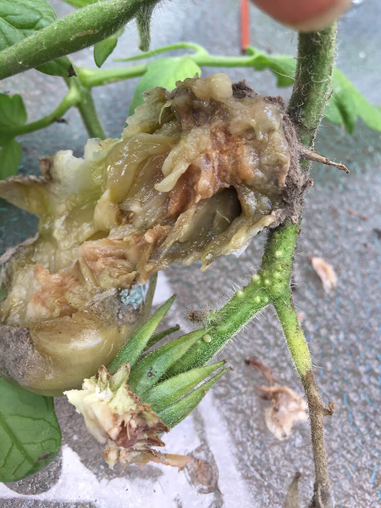 Gray Mold Botrytis on Cherry Tomatoes