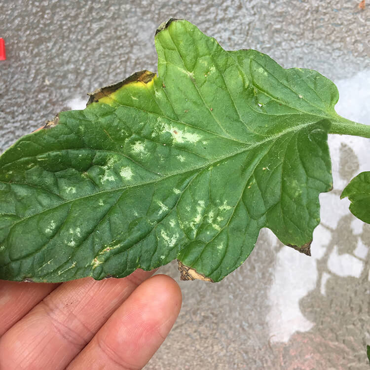 Gray Mold Botrytis on Leaves