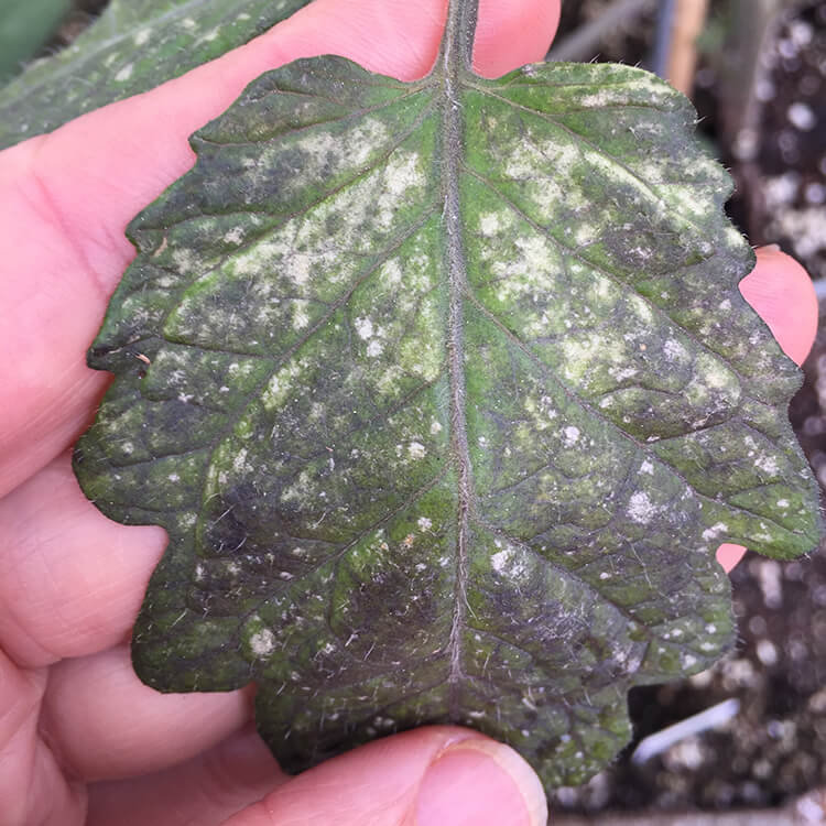 Gray Mold Botrytis on Leaves