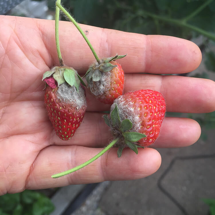 Gray Mold Botrytis on Strawberries