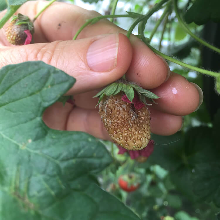 Gray Mold Botrytis on Strawberries