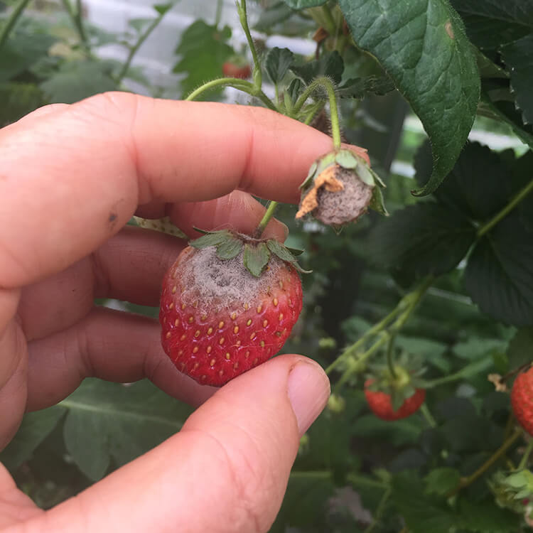 Gray Mold Botrytis on Strawberries