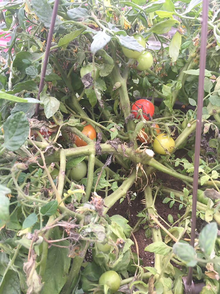 Gray Mold Botrytis on Cherry Tomatoes