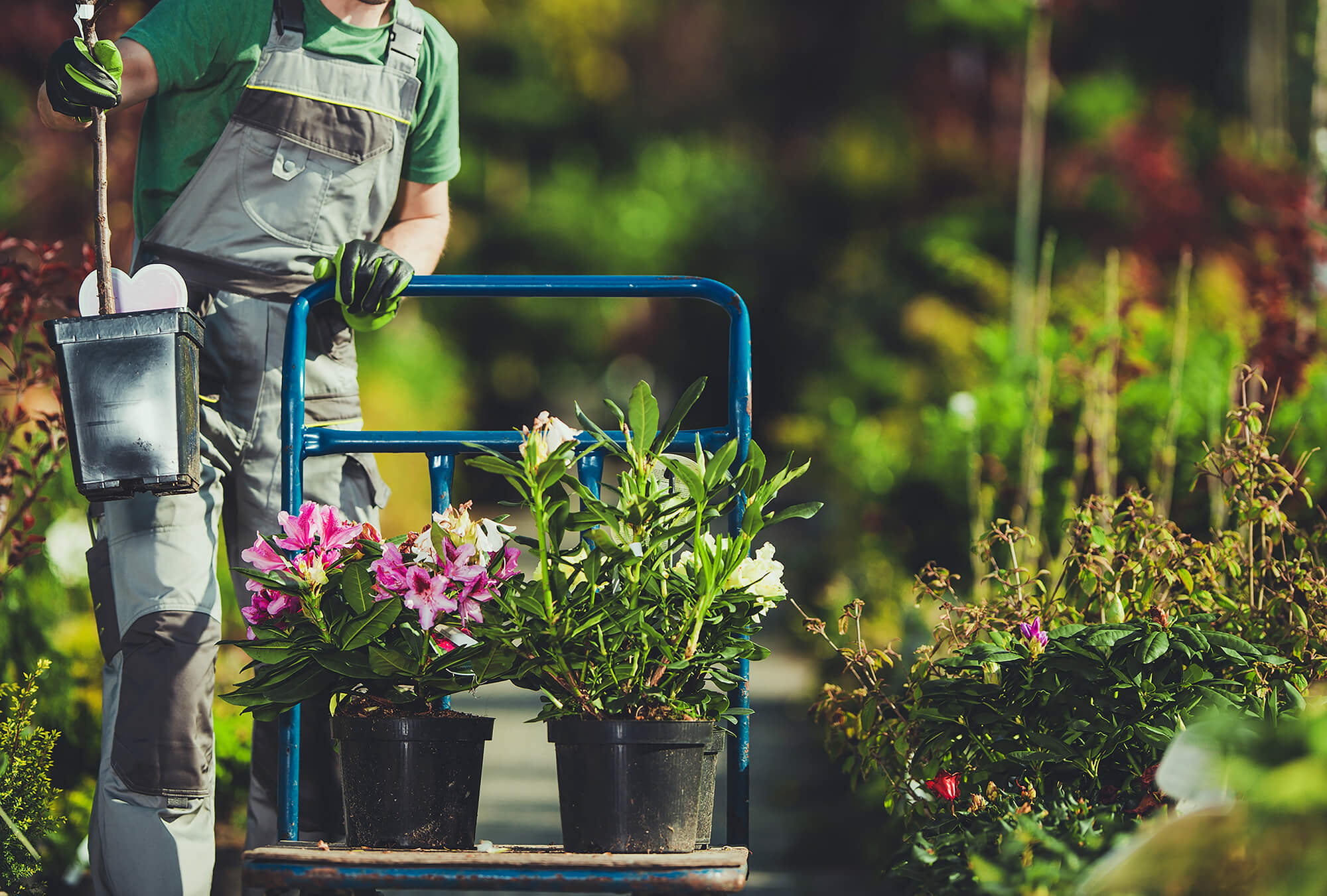 Choose Healthy plants for your greenhouse