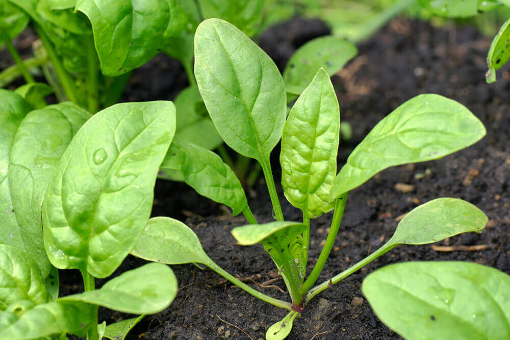 Baby Spinach grown in greenhouse