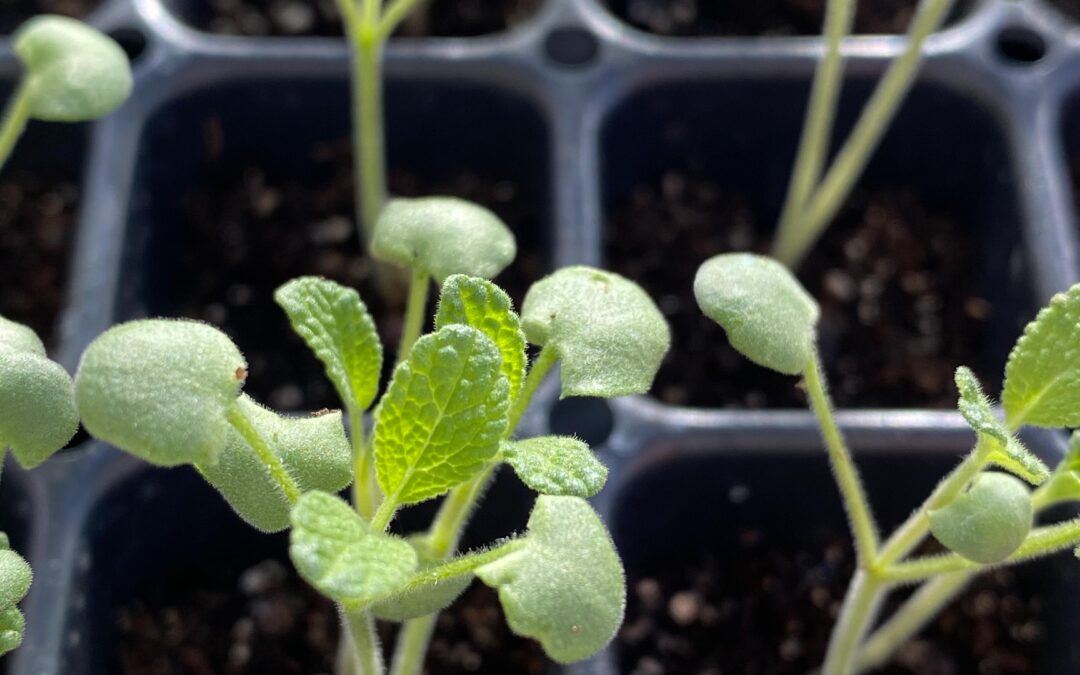 6 Factors Affecting Seed Germination