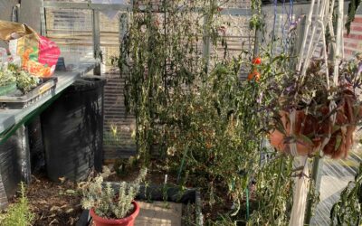 Late Fall Greenhouse Cleanup