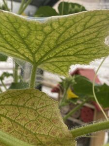 Two-Spotted Spider Mite infestation on cucumber leaf in greenhouse