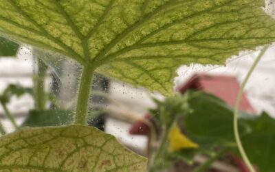 The problem with Spider Mites