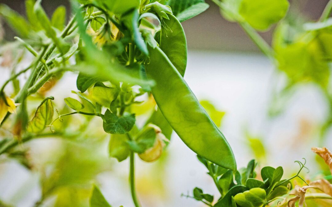 Using beans and peas to enrich your soil