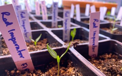 How To Start And Maintain Strong Seedlings